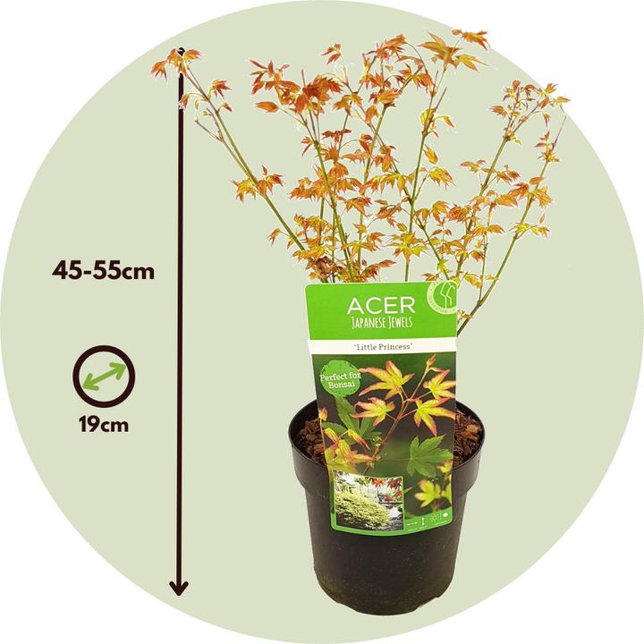 Produktbild Plant in a Box Acer palmatum 'Little Princess' - Japanischer Ahorn (45 cm)