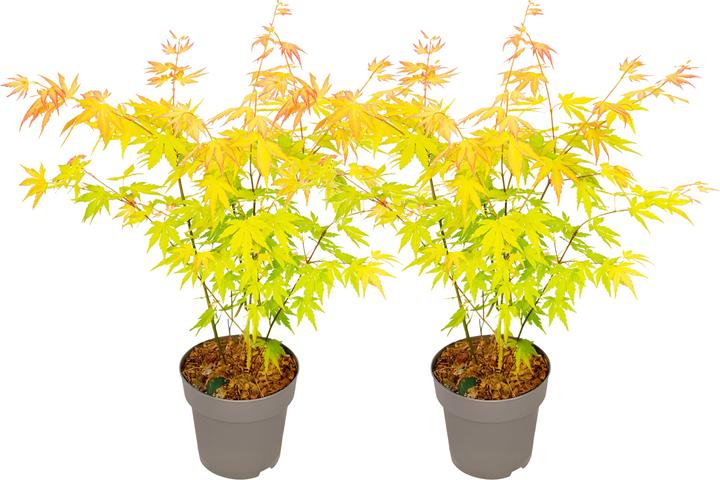 Produktbild Plant in a Box Acer palmatum 'Orange Dream' - Japanischer Ahorn (35 cm)