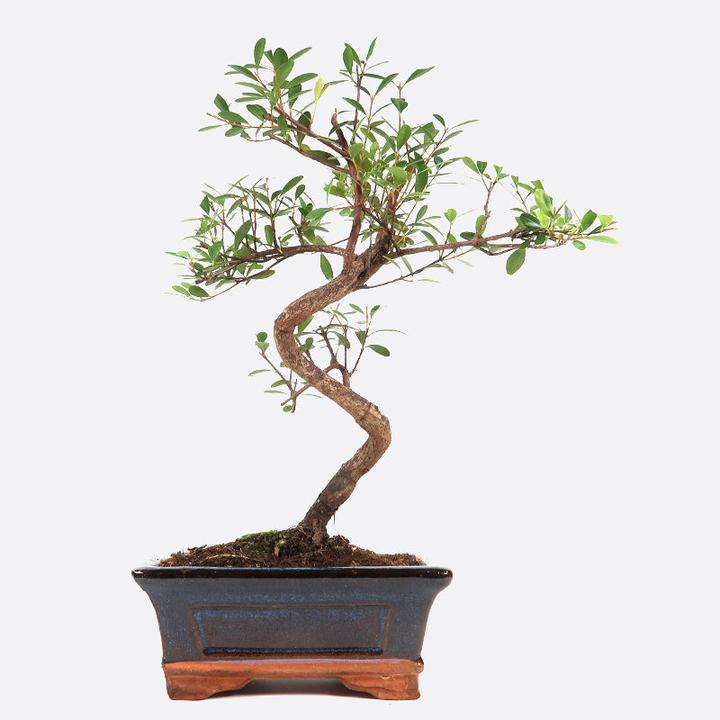 Image du produit Bonsai.ch Syzygium buxifolium Myrte à feuilles de cerisier buxifolié (15 cm)