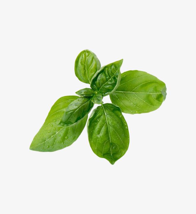 Produktbild Véritable Bio-Basilikum (Kräutersamen)