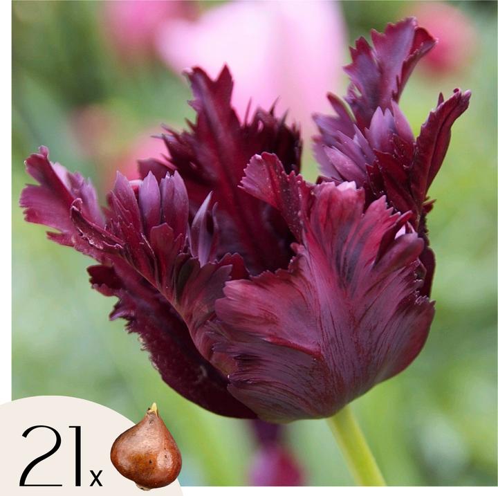 Actual product image Plant in a Box Tulipa Black Parrot - Set of 21 tulips (10 cm)