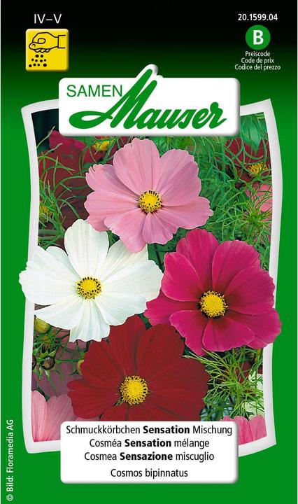 Image du produit Samen Mauser Sensation de panier à bijoux, mélange (Graines de plantes)