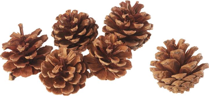 Image du produit VBS Pomme de pin, naturelle, Ø 5-6 cm, 6 pièces