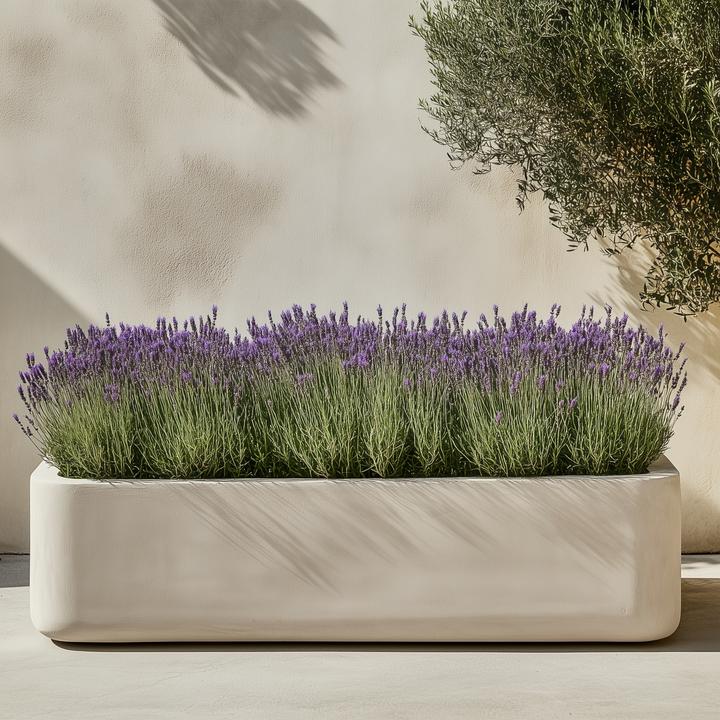 Produktbild Plant in a Box Lavandula stoechas 'Anouk' - Lavendelbaum (25 cm)