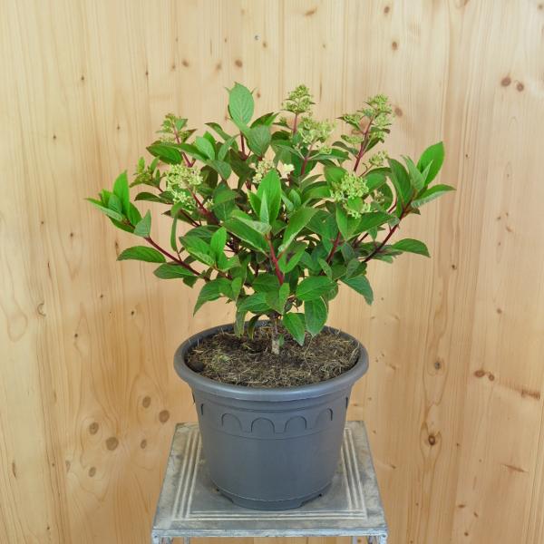 Produktbild Säntispracht Ein Frühblüher unter Zwerg-Rispenhortensien - Hydrangea paniculata 'Little Quick Fire' (80 cm)