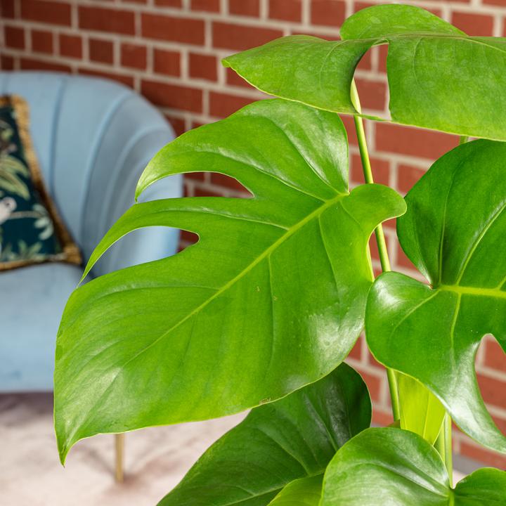 Produktbild Flowerbox Fensterblatt - Monstera Deliciosa (75 cm)