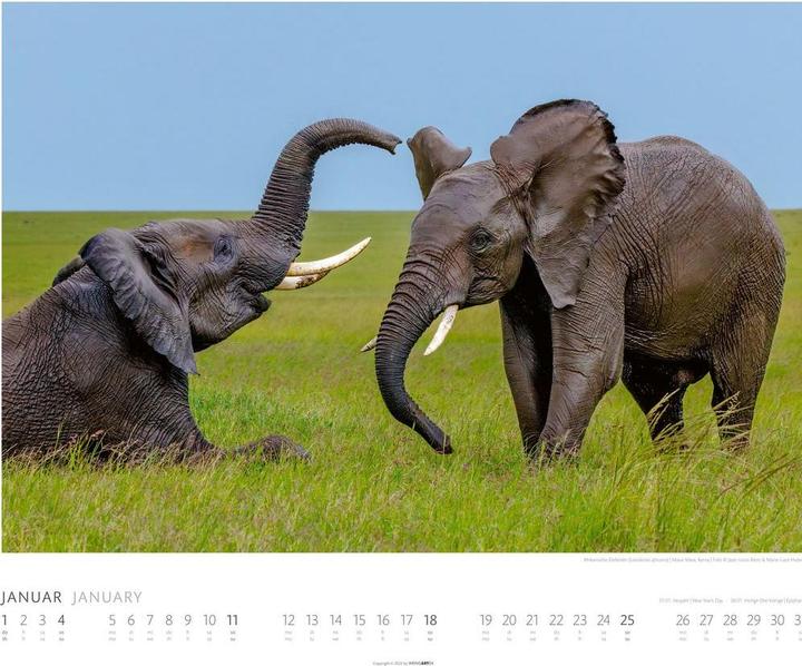 Actual product image Elefanten Kalender 2026 (55 x 46 cm, German)