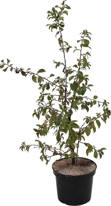 Produktbild Zulauf Schwarzdorn / Prunus spinosa (50 cm)