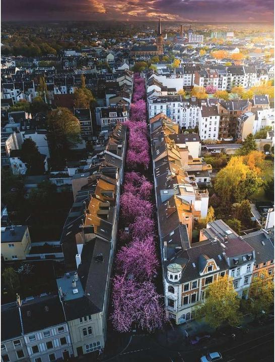 Produktbild Ravensburger Blühendes Bonn (1500 Teile)