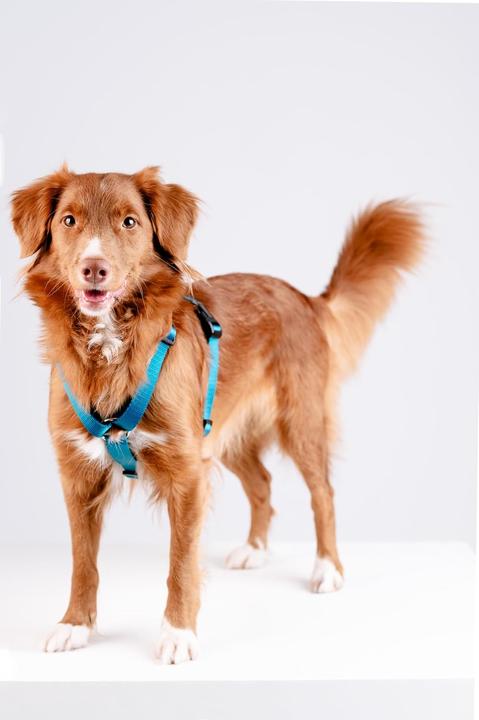 Productafbeelding Chaba CH-SNAARBESCHERMER L (P)35-60 (D)50-75X2,5CM ZEE 5080 (L, Hond, Algemeen, Loop)