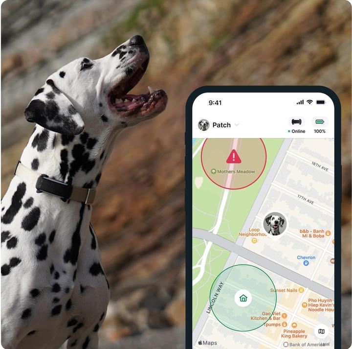 Immagine prodotto Tractive GPS Tracker Dog 6 (Cane, Passeggiare)