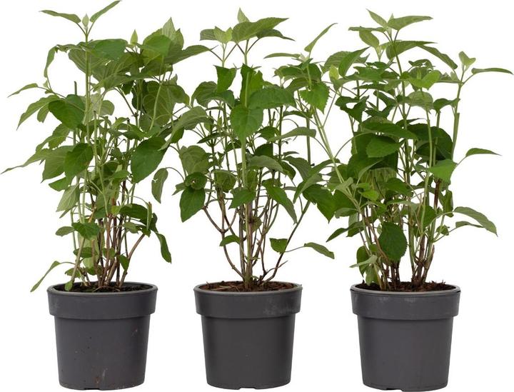 Produktbild Plant in a Box Hydrangea Strong Annabelle - 3er Set Hortensien (30 cm)
