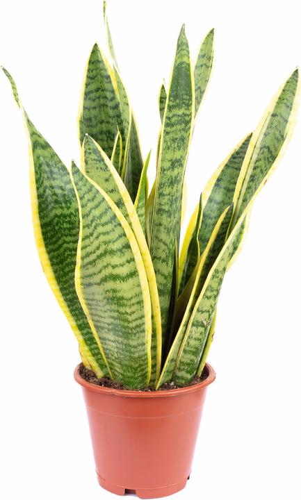Produktbild Flowerbox Bogenhanf - Sansevieria trifasciata Laurentii (35 cm)