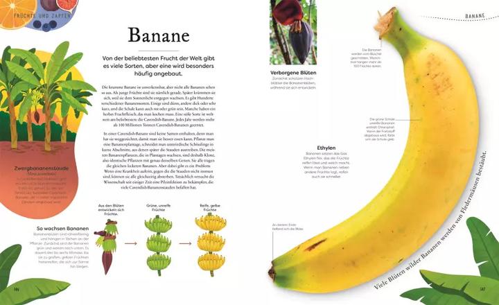 Produktbild Grosse und kleine Schätze der Natur. Pflanzen (Deutsch, Ben Hoare, 2023)
