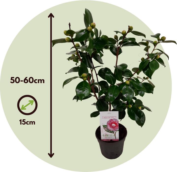 Actual product image Plant in a Box Camellia japonica Bonomiana - Set of 2 Japanese roses (50 cm)