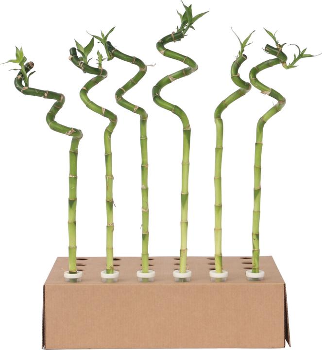 Immagine prodotto Plant in a Box Dracaena sanderiana - Set di 12 Lucky Bamboo (40 cm)