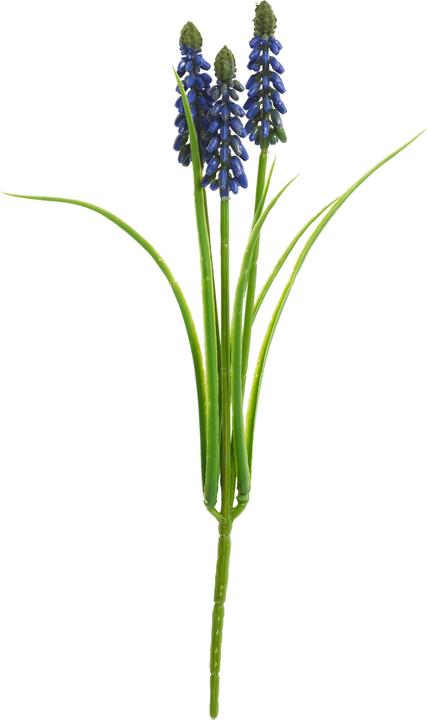 Actual product image DPI Pearl hyacinth with 3 flower stems, L approx. 29 cm