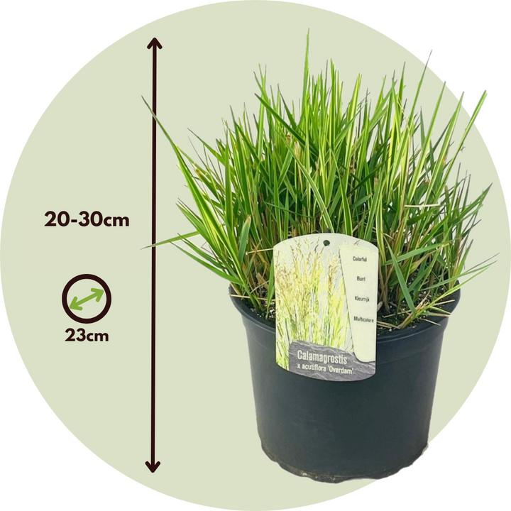 Produktbild Plant in a Box Calamagrostis acutiflora x 'Overdam' - 2er Set Straussgras (20 cm)