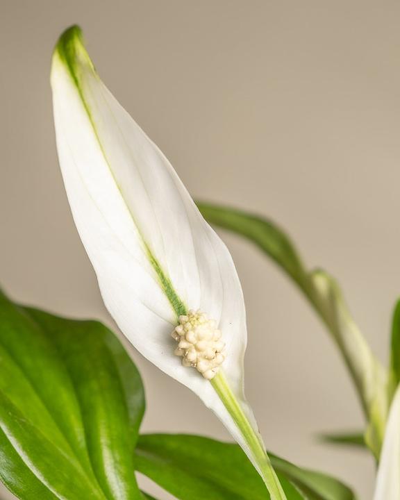 Actual product image feey Single leaf (35 cm, Freshly repotted)
