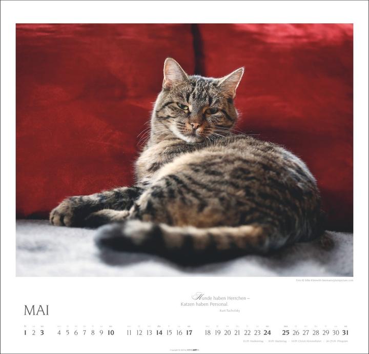 Produktbild Katzen - Diven auf Samtpfoten Kalender 2026 (48 x 46 cm, Deutsch, Englisch)