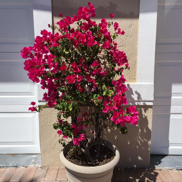 Actual product image Plant in a Box Bougainvillea (50 cm)