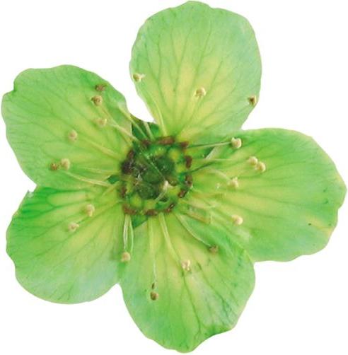 Produktbild You Nails Echte getrocknete Blüten (Nagelverzierung, Grün)