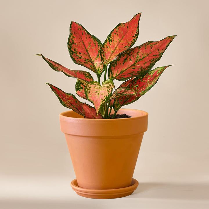 Immagine prodotto Mary and Plants Cherry Baby (30 cm)
