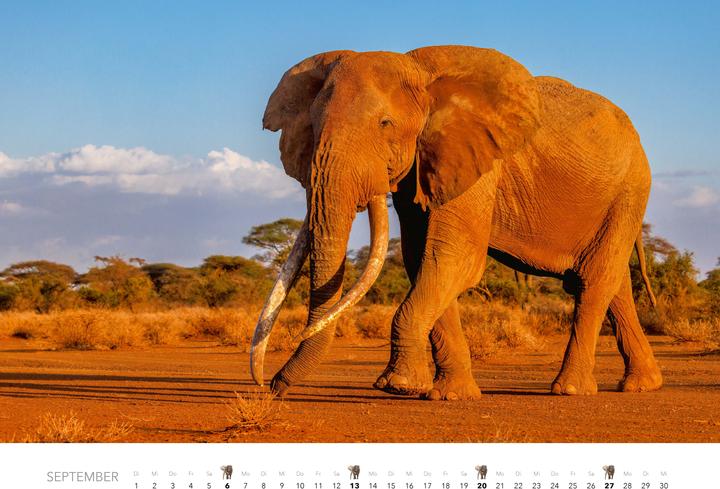 Actual product image Elefanten Kalender 2026 (Hardcover, German)