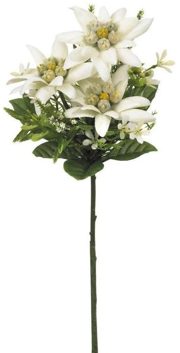 Botanic-Haus Edelweiss (22 cm)