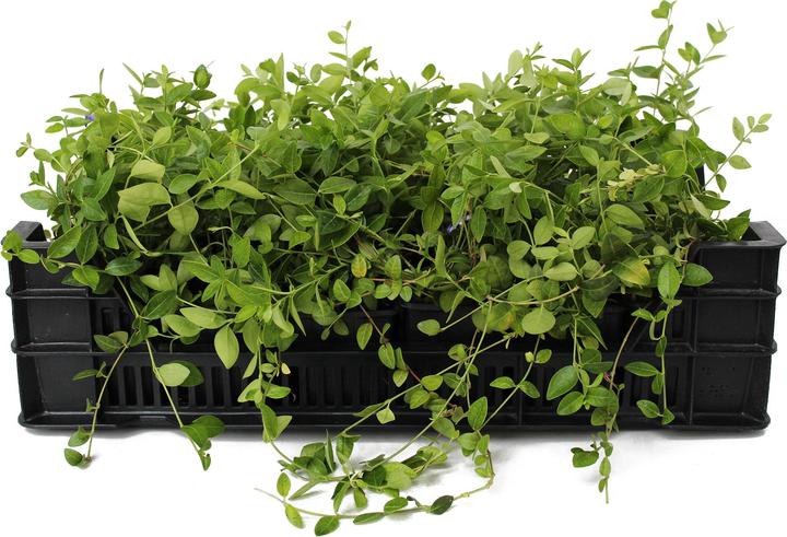 Produktbild Zulauf Vinca minor / Kleines Immergrün (10 cm)