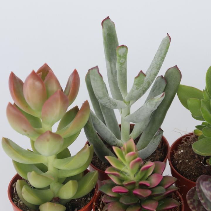 Actual product image Plant in a Box Succulents - Echeveria Crassula - Mix of 6 succulents (5 cm)