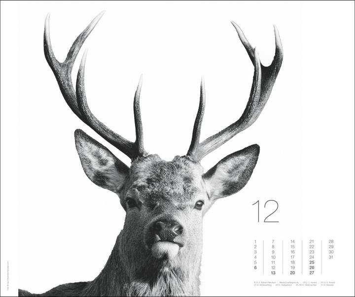 Produktbild Black & White Animals 2026 (55 x 46 cm, Harter Einband, Deutsch)