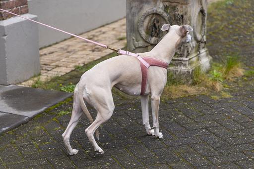 Produktbild Designed by Lotte Velura (XXS, XS, S, M, L, Hund, Spazieren)