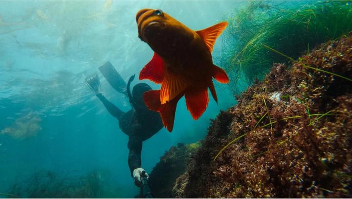 Image du produit GoPro Extension Pole + Shutter Remote (GoPro Max, GoPro HERO8 Black, GoPro Hero6 Noir, Hero 13 Noir)