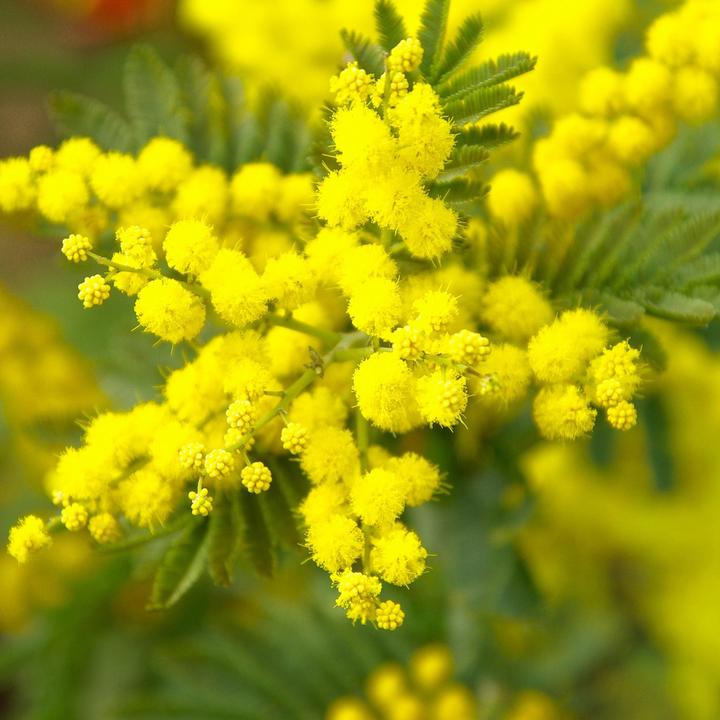 Produktbild Plant in a Box Acacia dealbata Mimosa - Mimosen 3er Set (40 cm)