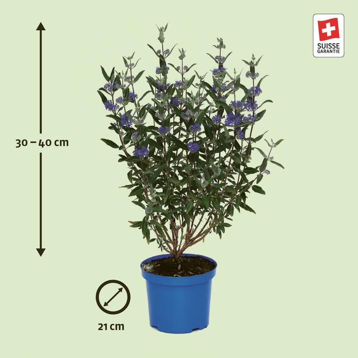Produktbild Zulauf Bartblume / Caryopteris x clandonensis 'Kew Blue' (40 cm)