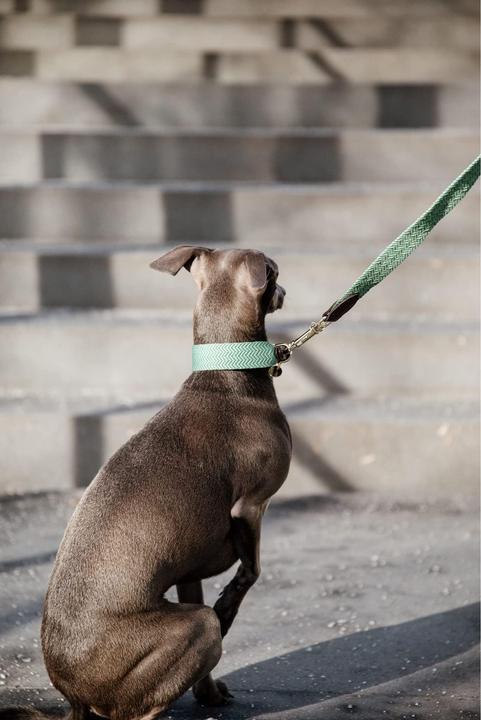 Produktbild Kentucky Dogwear Hundeleine Jacquard (140, Hund, Allgemein)
