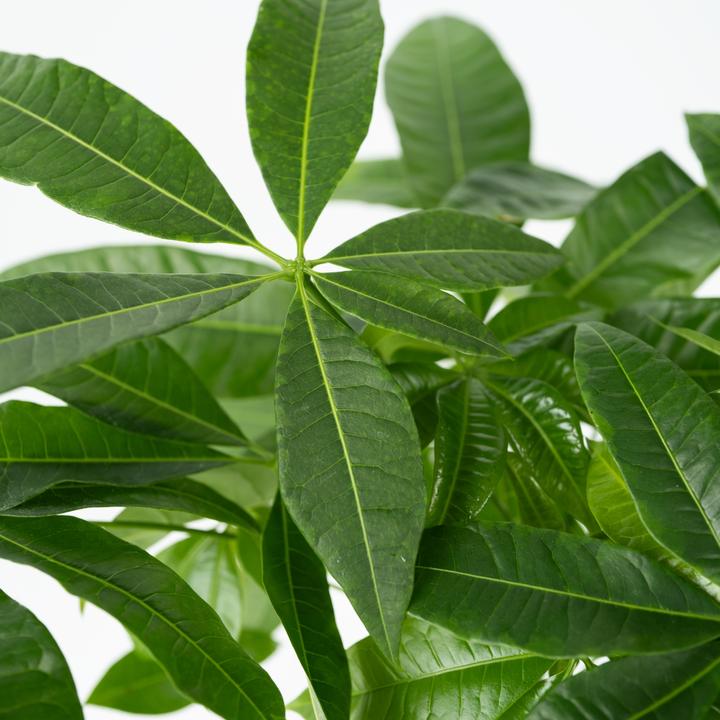 Actual product image Plant in a Box Pachira aquatica - set of 2 money tree (60 cm)