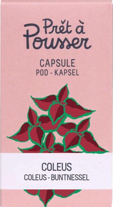 Prêt à Pousser Seme di Coleus (Semi di erbe)