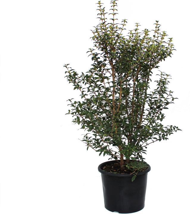Produktbild Zulauf Duftblüte / Osmanthus x burkwoodii (100 cm)