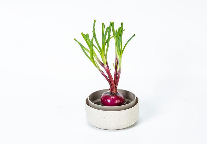 Immagine prodotto URBALIVE Kit di germinazione per microgreens (Germogli)