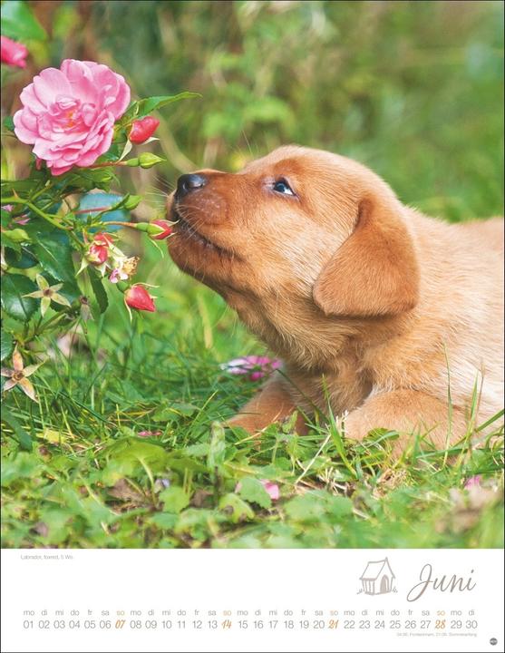 Produktbild Hundekinder Posterkalender 2026 (34 x 44 cm, Harter Einband, Deutsch)