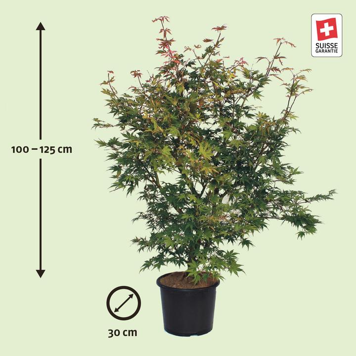 Produktbild Zulauf Japanischer Fächer-Ahorn / Acer palmatum 'Osakazuki' (125 cm)
