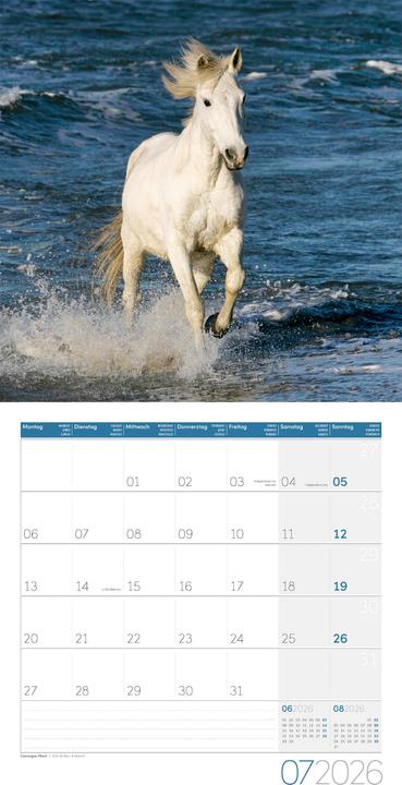 Actual product image Pferde Kalender 2026 - 30x30 (30 x 30 cm, Hardcover, German)