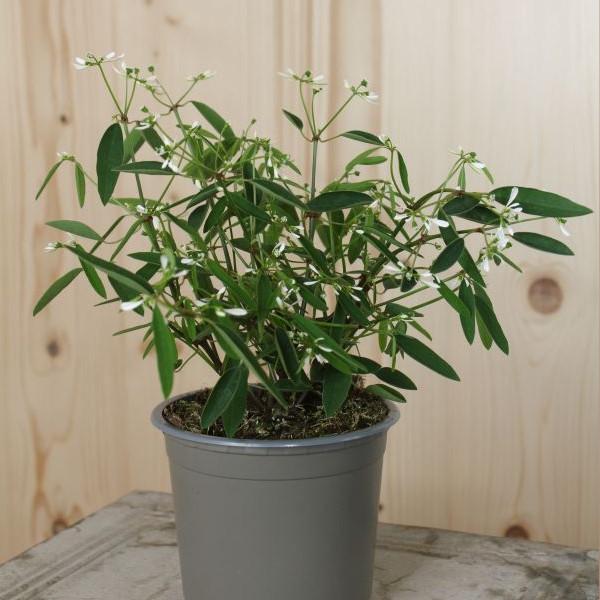 Produktbild Säntispracht 4 er Set, Zauberschnee - Euphorbia Aktion Diamond Frost (35 cm)