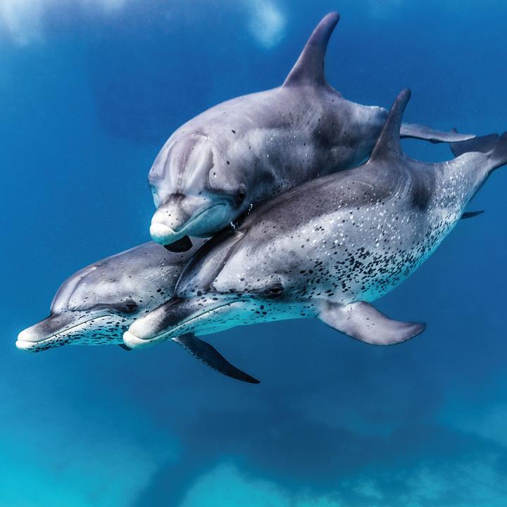 Image du produit Dolphins/Dauphins 2023 (Couverture rigide, Espagnol, Français, Tchèque, Italien, Néerlandais, Polonais, Allemand, Anglais)