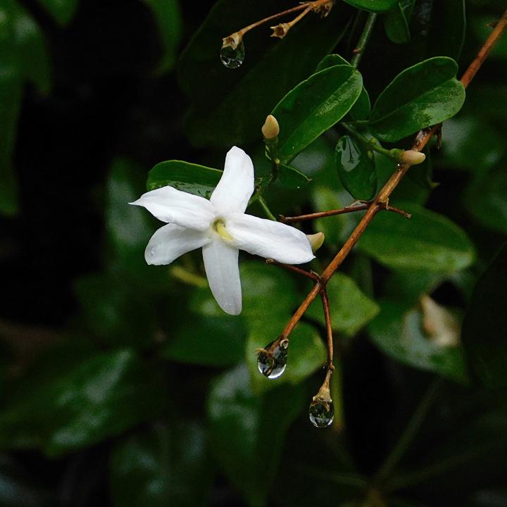 Actual product image Plant in a Box Trachelospermum jasminoides 'Officinale' - Set of 6 Jasmine (25 cm)