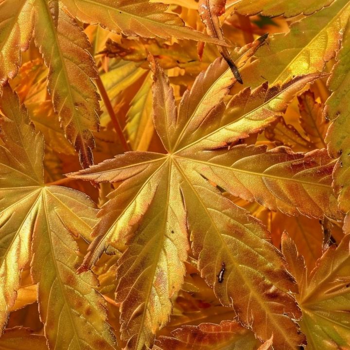 Produktbild Plant in a Box Acer palmatum 'Orange Dream' - Japanischer Ahorn (35 cm)