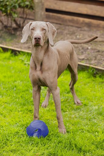 Image du produit Beeztees Aller chercher (Jouet à balle chien)