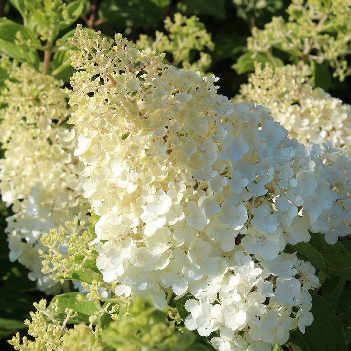 Produktbild Zulauf Rispen-Hortensie / Hydrangea pan. 'Silver Dollar' (40 cm)